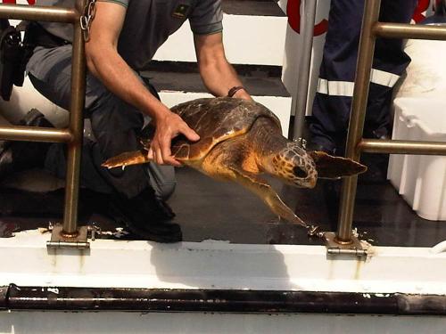 Liberate le tartarughe con Isamar Diving Center